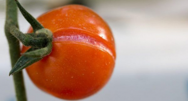Proč rajčata praskají, když jsou zralá a jak se tomu vyhnout