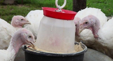 Proč krůty ztrácejí chuť k jídlu a co s tím dělat?