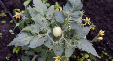 Proč se sazenice rajčat zbarví do fialova a co s tím