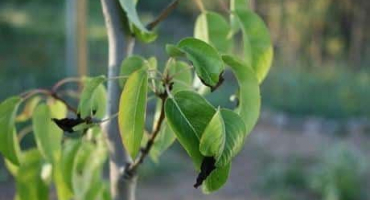 Proč sazenice hrušně roste špatně a zakořeňuje, co dělat