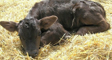 Proč tele skřípe zuby?