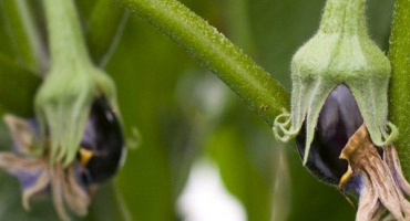 Proč lilky opadávají květenství??