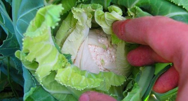 Proč květák neváže hlávky zelí a co dělat