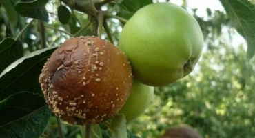 Proč usychají větve jabloní?