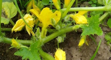 Proč mají cukety hodně neplodných květů, musím je odříznout, co dělat, když se nevážou