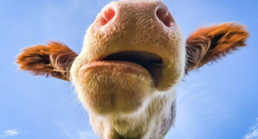 Proč kráva nemá žvýkačku