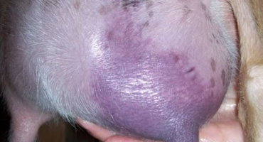 Proč má koza po jehnici tvrdé vemeno??