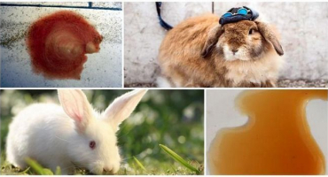 Proč králikovi zčervenala moč a co dělat, preventivní opatření