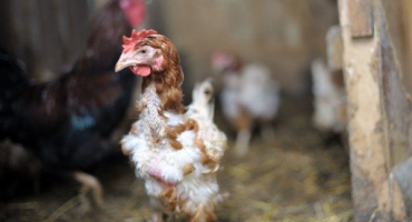 Proč kuřata trpí alopecií a jak může farmář bojovat proti vypadávání vlasů?