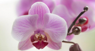 Proč orchideje shazují poupata a co s tím – zachráníme květinu