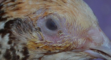 Proč mají křepelky oteklé oči, příznaky zánětu spojivek a jak nemoc léčit