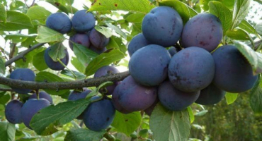 Proč mají švestky v plodech červy a jak je lze zpracovat