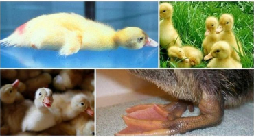 Proč kachňata sedí a padají na nohy a léčba nemocí doma