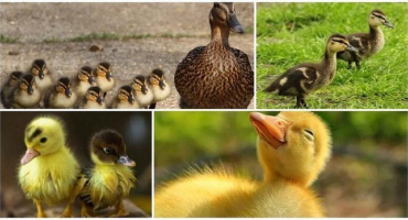 Proč se kachňatům lepí oči k sobě a co dělat, jak léčit a předcházet