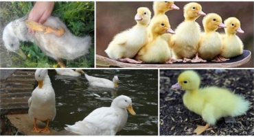 Proč kachňata umírají doma a jak ušetřit, jak zacházet