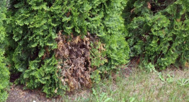 Proč cedr žloutne: hlavní důvody