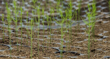 Příprava semen chřestu k výsadbě