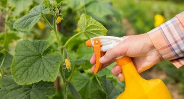 V červenci krmíme okurkami a paprikami