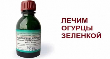 Top dressing, zpracování a postřik okurek brilantní zelení a jódem