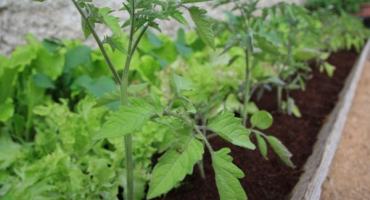 Hnojení rajčat vermikompostem