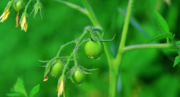 Hnojení rajčat kyselinou boritou