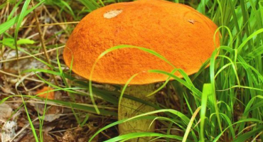 Hřib je oblíbená a cenná houba