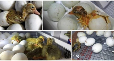 Podrobná tabulka fází inkubace indooků doma a režimu