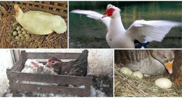 Z jakých důvodů indo-ženy vůbec nekladou vajíčka a co dělat, prevence