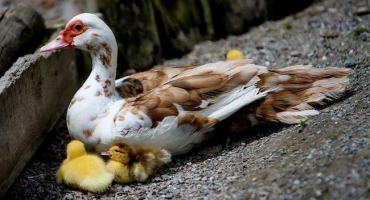 Podrobnosti o pěstování a krmení indookas doma pro začátečníky