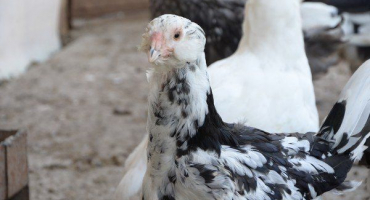 Podrobný popis kuřat plemene gilan