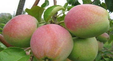 Podrobný popis a charakteristika jabloně odrůdy nastenka