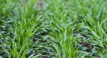 Podrobný průvodce pěstováním ječmene