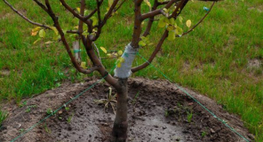 Zásoba pro jabloň - co jsou a jak pěstovat