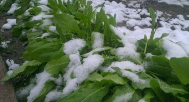 Zimní setí šťovíku: vlastnosti a pěstování