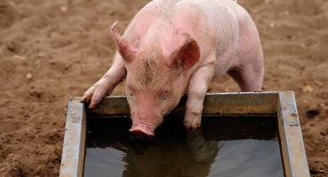 Napáječky pro prasata: jaké jsou možnosti výroby kutilů