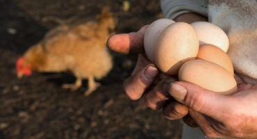 Ukazatele denní produkce vajec kuřat
