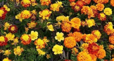 Užitečné vlastnosti měsíčků proti škůdcům, proč zasadit do zahrady