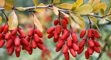 Užitečné vlastnosti a kontraindikace dřišťálu, terapeutické použití v tradiční medicíně