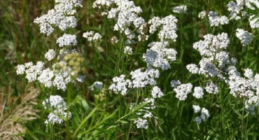 Užitečné vlastnosti a kontraindikace použití řebříčku