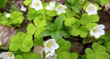 Užitečné vlastnosti a kontraindikace kyseliny kyselé, recepty tradiční medicíny a vaření