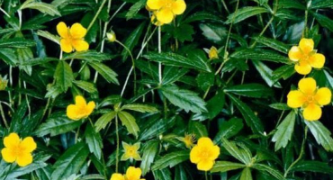 Užitečné vlastnosti a kontraindikace potentilla erect, pravidla aplikace