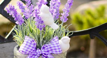 Užitečné vlastnosti a kontraindikace levandule pro tělo, aplikační vlastnosti