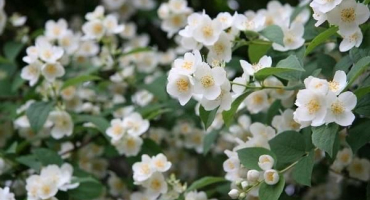 Užitečné vlastnosti a kontraindikace jasmínu, jeho použití