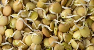 Užitečné vlastnosti a poškození naklíčené čočky, chemické složení, je možné ji jíst