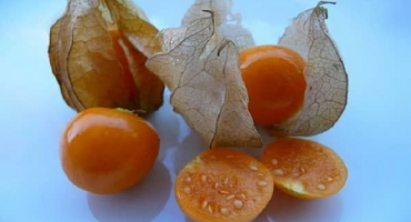 Užitečné vlastnosti a poškození jahodníku physalis, typy a způsoby aplikace
