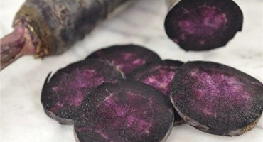 Užitečné vlastnosti a pěstování černé mrkve