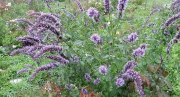 Užitečné vlastnosti anýzového lofantu, výsadba a péče na otevřeném poli