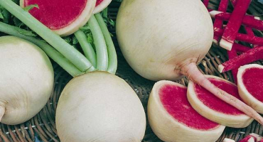 Užitečné vlastnosti, poškození a kontraindikace červené ředkvičky pro zdraví