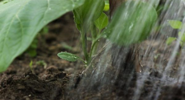 Zalévání okurky jedlou sodou