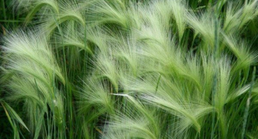 Plná charakteristika ječmene hřivnatého